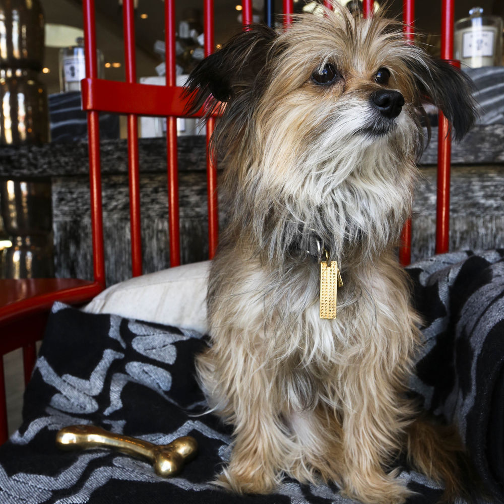 开云（中国） - 附件|饰品|办公家具|设计师家具|狗骨头